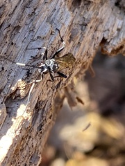 Orgichneumon calcatorius