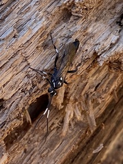 Orgichneumon calcatorius