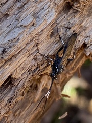 Orgichneumon calcatorius