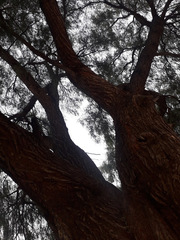 Schinus molle