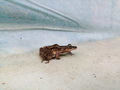 Lithobates