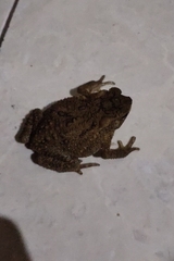 Ingerophrynus biporcatus