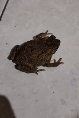 Ingerophrynus biporcatus