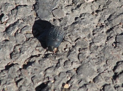 Eusattus reticulatus