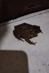 Ingerophrynus biporcatus