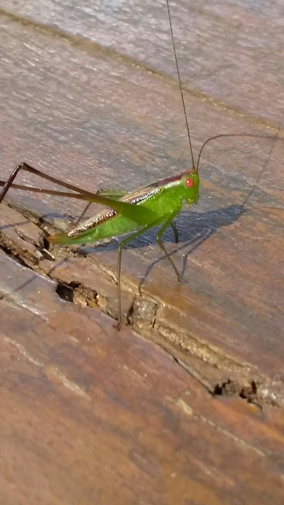 Phaneropteroides
