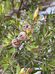 Leptospermum nitidum