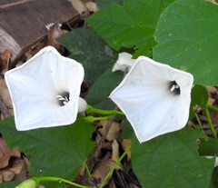 Ipomoea scopulorum