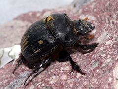 Dichotomius colonicus