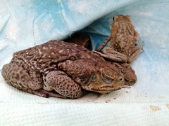 Rhinella horribilis