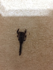Bothriurus bonariensis