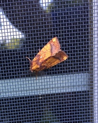 Papaipema leucostigma