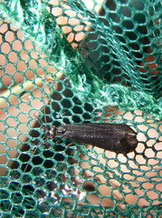 Mystacides sepulchralis