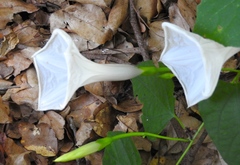 Ipomoea scopulorum