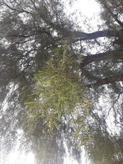 Schinus molle