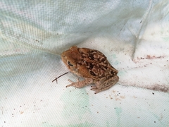 Rhinella horribilis