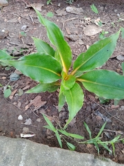 Liliopsida