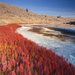 Red Glasswort - Photo (c) jmclatchie, some rights reserved (CC BY-NC)