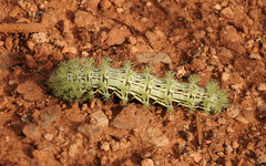 Automeris zephyria