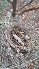 Pheucticus ludovicianus