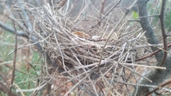 Pheucticus ludovicianus