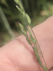 Poa morrisii