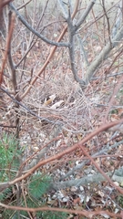 Pheucticus ludovicianus