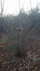 Pheucticus ludovicianus