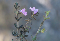Prostanthera cryptandroides euphrasioides
