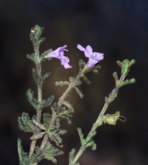 Prostanthera cryptandroides euphrasioides