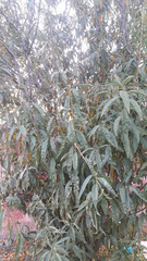 Prunus persica