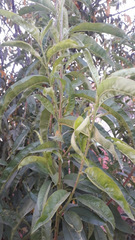 Prunus persica