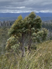 Eucalyptus nitida