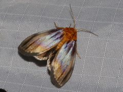 Eulithosia plesioglauca