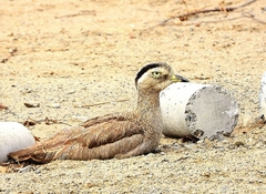 Burhinus superciliaris