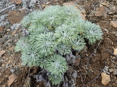 Artemisia alaskana