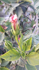 Hibiscus rosa-sinensis
