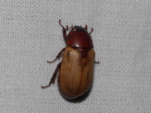 Cyclocephala melanocephala photo 4