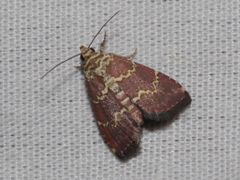Phoenicophanta modestula