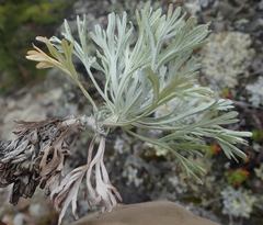Artemisia alaskana