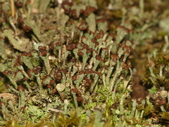 Cladonia subcariosa