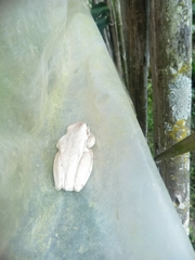 Osteopilus dominicensis