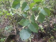 Tilia americana mexicana