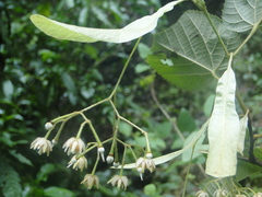 Tilia americana mexicana