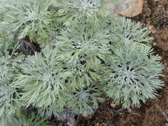 Artemisia alaskana