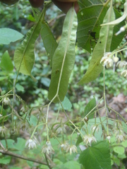 Tilia americana mexicana