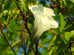Ipomoea scopulorum