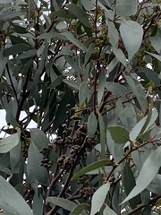 Eucalyptus nitida