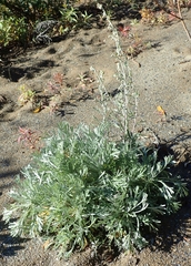 Artemisia alaskana