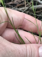 Platysace heterophylla